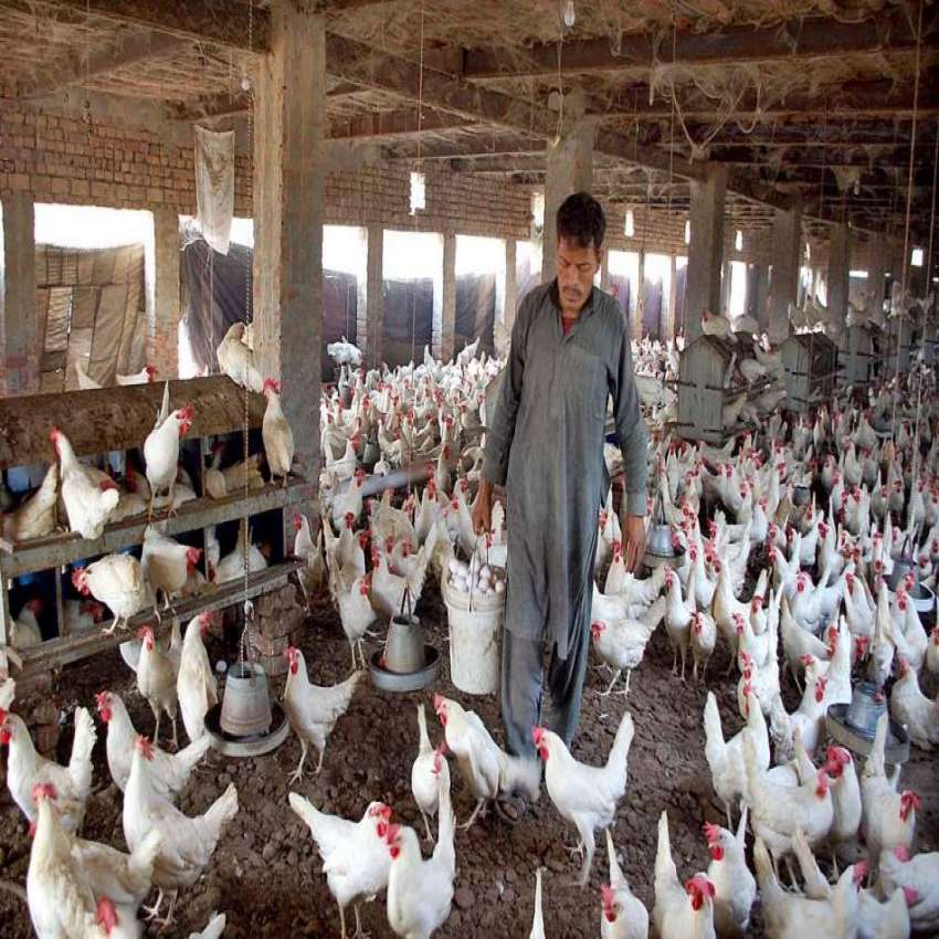 FAISALABAD: A Worker Collecting Eggs From His Poultry Farm. | Pakistan ...